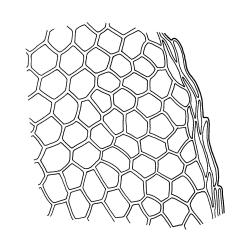 Calyptrochaeta brownii, marginal cells at mid lateral leaf. Drawn from L.B. Moore 646, CHR 465864, B.H. Macmillan 87/128, CHR 414499, and B.H. Macmillan 74/128, CHR 241680.
 Image: R.C. Wagstaff © Landcare Research 2017 